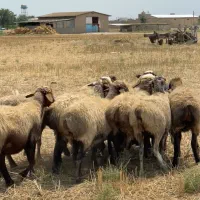 گوسفند ترکمن