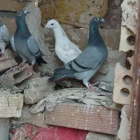کبوتر پرشی
