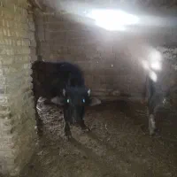گاومیش