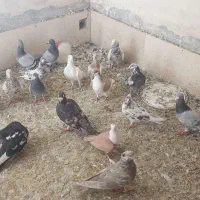 کفتر