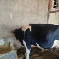 فروش گوساله نر باب کشتار برای نذری
