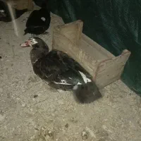 فروش اردک روسی