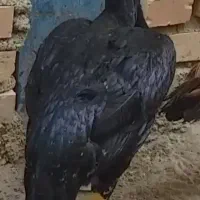 مرغ وخروس