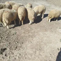 بره