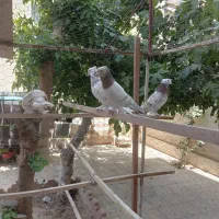 کفترپرشی