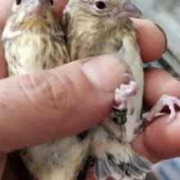 جوجه سهره قناری