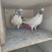 کفتر یا کبوتر