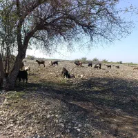 تعداد۴۰عددبزوکهره