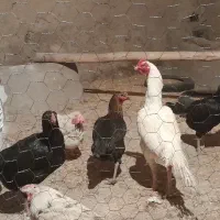 خروس لاری