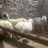 میش و بز