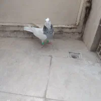 کفتر طوقی ماده