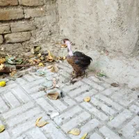 جوجه گردن لخت