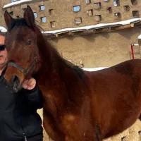 کره اسب مادیان از نسل سریک سردار آزمون مدارک دار