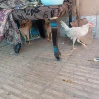 سرگرمی خوبیه
