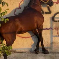 اسب نریان