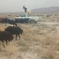 نربز معاوضه