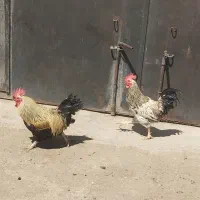 دوعدد خروس محلی