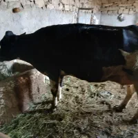 گاوشیری