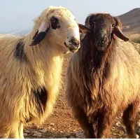 «گوسفندب شرط قلمآبی،نرینه زود پخت، تعاونی »