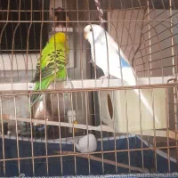 یه جفت مرغ عشق با قفس