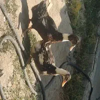 اردک