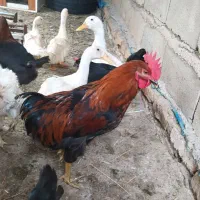 خروس|حیوانات مزرعه|گرمسار, |دیوار