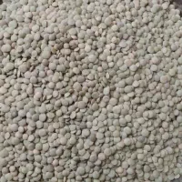 عدس اعلا