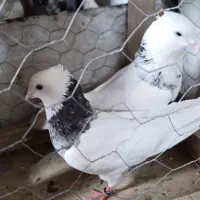 کبوتر پرشی