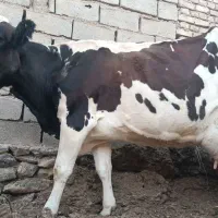 گاو
