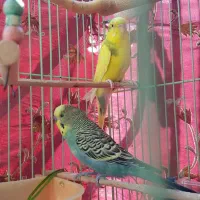 جفت مرغ عشق مولد خوشرنگ کارداده