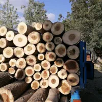 خرید وفروش تمام چوب تروخشک صنوبر گردو سنجیدمیوه