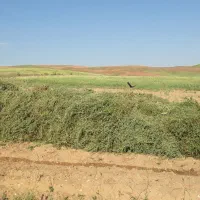 یونجه فروشی