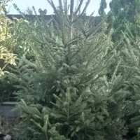 فروش درخت کریستمس