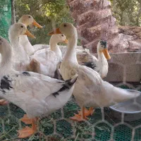 اردک