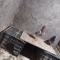 کبوتر