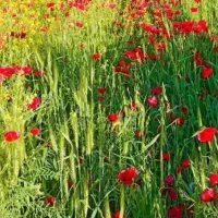 طبیعت گردی کوه نوردی
