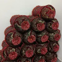 بالشت|رختخواب، بالش، پتو|نورآباد ممسنی, |دیوار