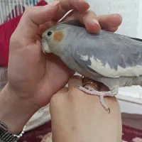 عروس هلندی گمشده