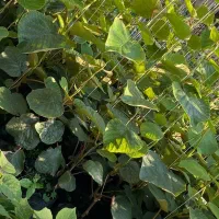 نهال کیوی درجه یک سبز پایه خیاری