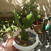 کاکتوس زینتی ریشه‌دار با گلدان