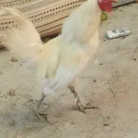 خروس لری قلم سبزاصلی وجوان