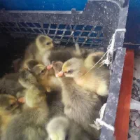 جوجه غاز جوجه محلی