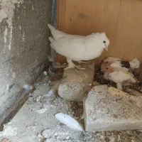 سفید کاکلی پا پر با جوجه