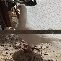 کفتر|پرنده|آران و بیدگل, |دیوار