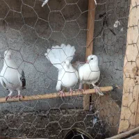 کبوتر فروشی