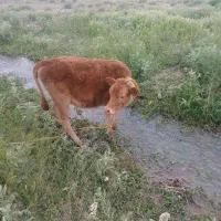 ۲ عدد گوساله ماده