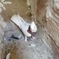کفتر یا کبوتر