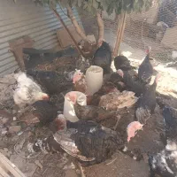 بوقلمون، مرغ‌‌وخروس