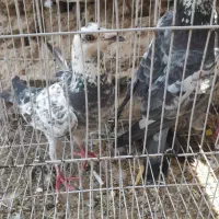 یک جفت سوسکی المانی