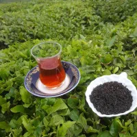 چای بهاره ۱۴۰۵